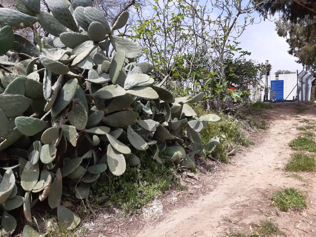 The cacti at Givat Haim Ichud are a remnant of Khirbet el-Manshiyya, the Palestinian village whose ruins the kibbutz was built on top of. (Photo: Jonathan Ofir)