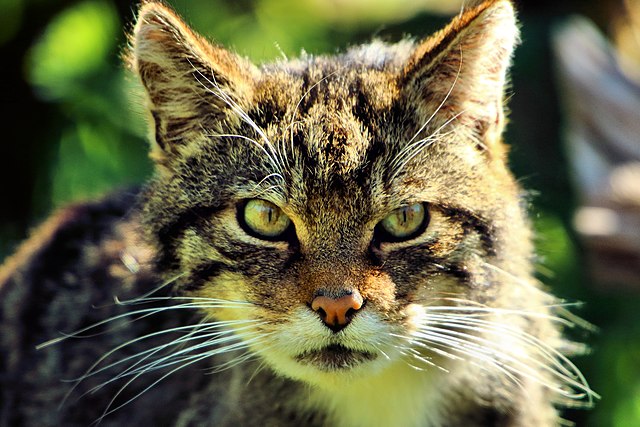 Sunlight seems to make this Scottish Wildcat's tabby fur glow golden. Its hazel eyes pop thanks to black-rimmed lids that look like it has eyeliner. its lips and chin are white, and there's white fur on its throat. The rest of its body, out of focus in the background, looks like gray and black stripes. Further back, you can see vegetation, very out of focus. The photo was uploaded to Wikimedia Commons by Airwolfhound
